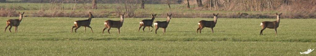 Springende reeën in het veld in de omgeving van Hoeve Koeweide